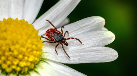 Tiques sur une jolie fleur 