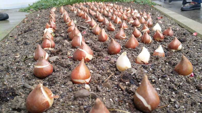 Bulbes de tulipes