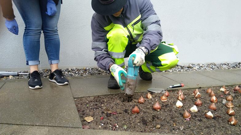 Le jardinier de l'HFR plante des bulbes de tulipes