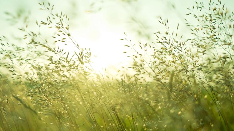 Image végétation et lever de soleil