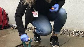Une infirmière plante des bulbes de tulipes