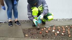 Le jardinier de l'HFR plante des bulbes de tulipes