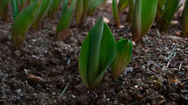 Les tulipes