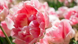Tulpen