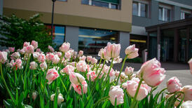 Les tulipes en fleur devant l'HFR