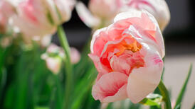 Les tulipes